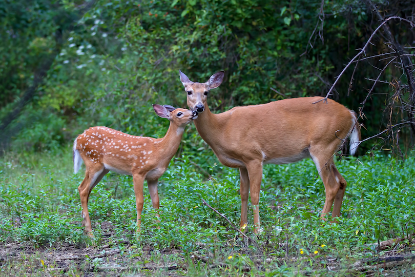 White-tailed deer