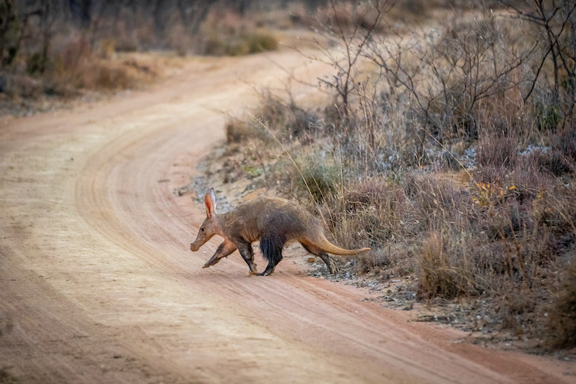 Aardvark