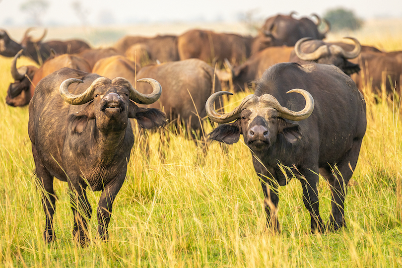 african grasslands animals