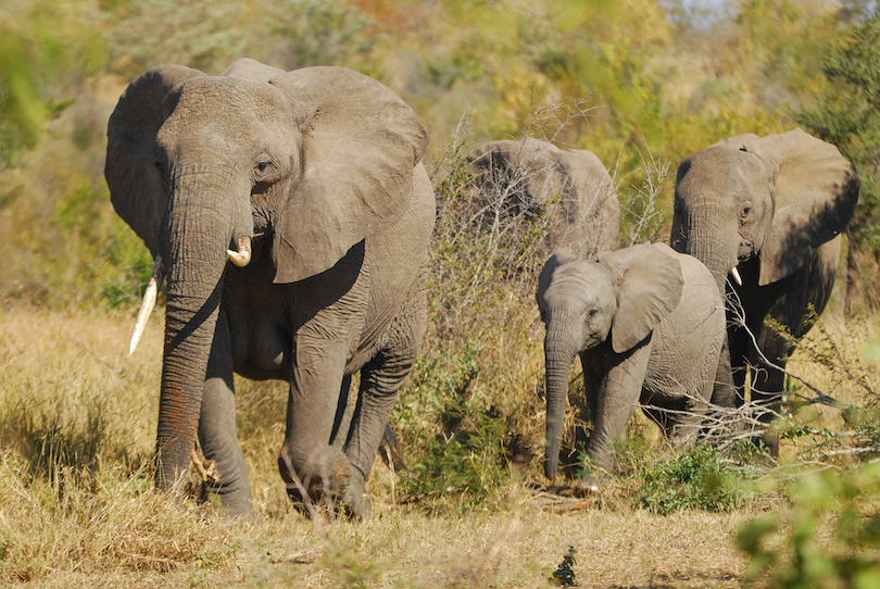 African Bush Elephant