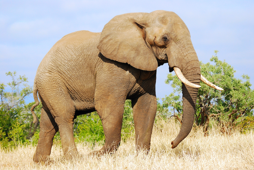 African bush elephant