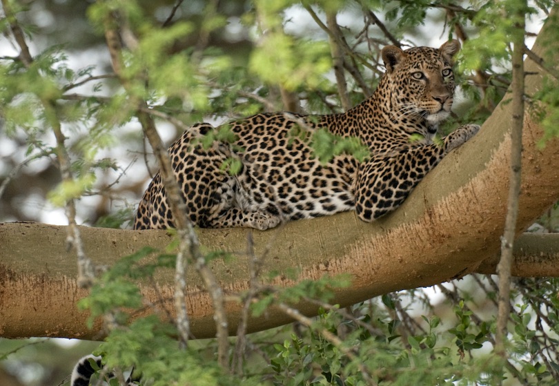 African Leopard