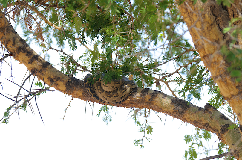 African Rock Python