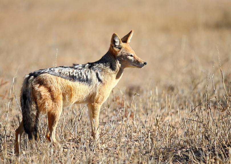 Black-backed Jackal