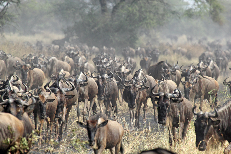 Blue Wildebeest