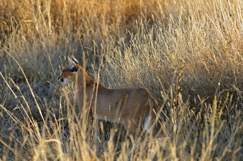 Caracal