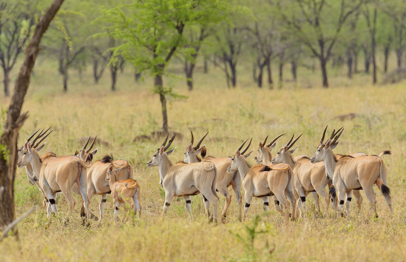 Eland