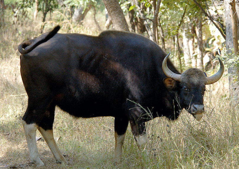 Gaur