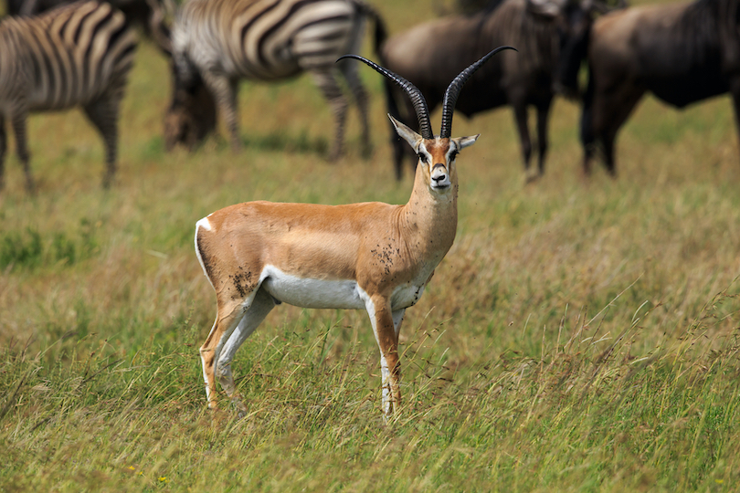 african grasslands animals