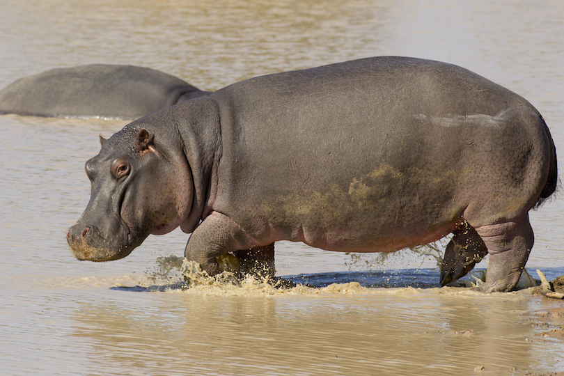 Hippopotamus