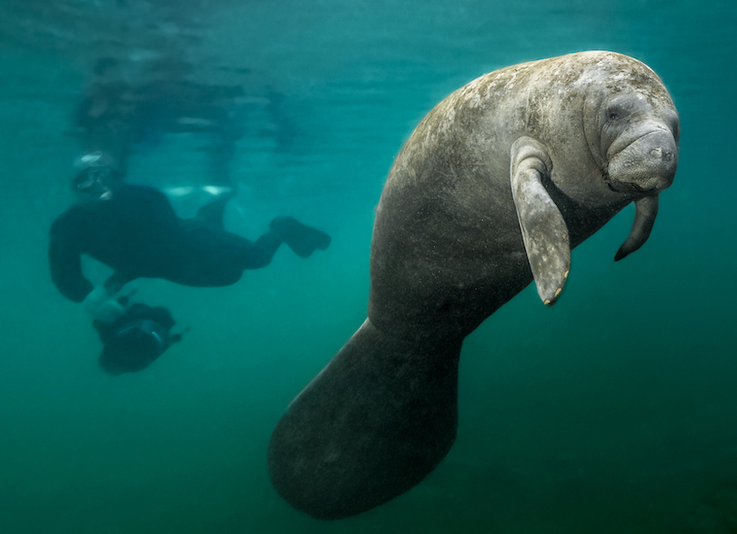 Manatee