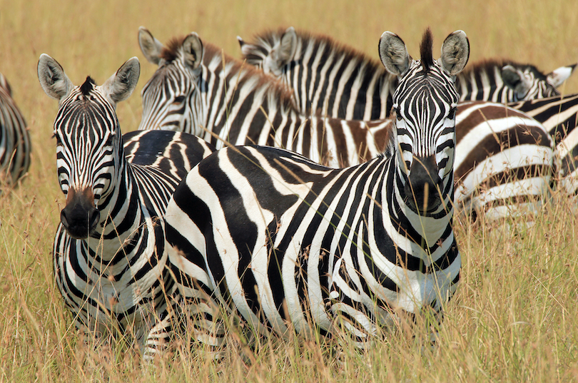 Plains Zebra