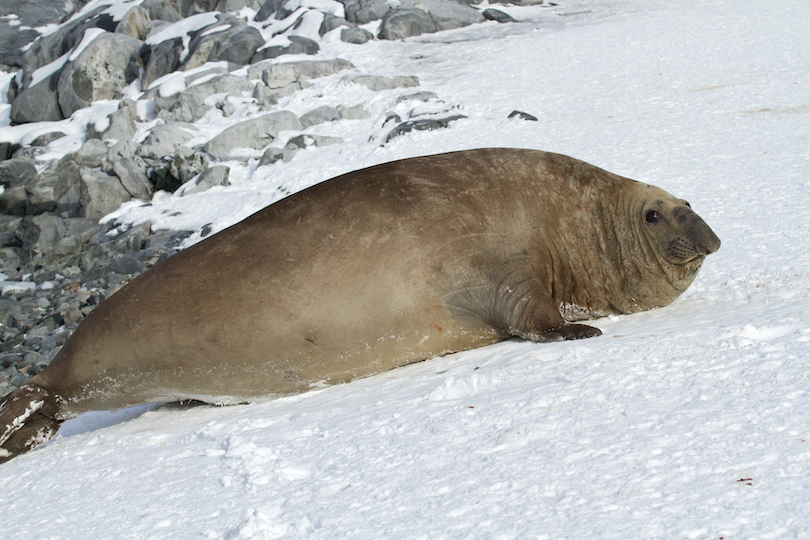 Elephant Seal