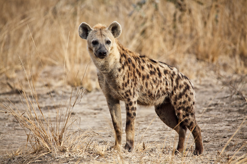 Spotted Hyena