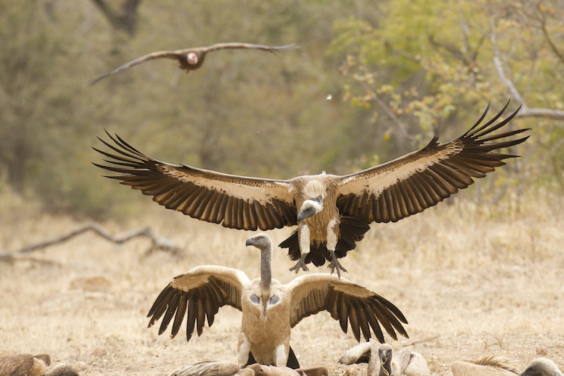 White-Backed Vulture