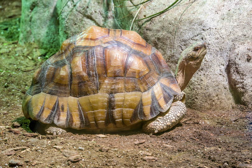 Angonoka tortoise