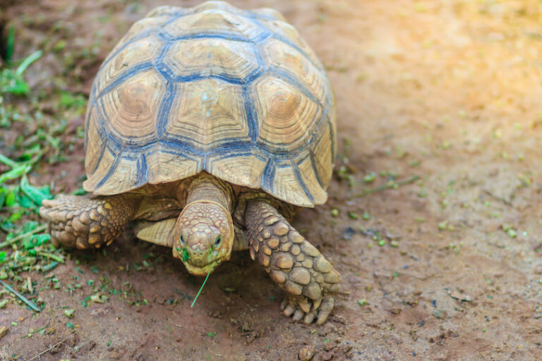 All 39 Different Types of Tortoises (with Photos) - WildlifeTrip