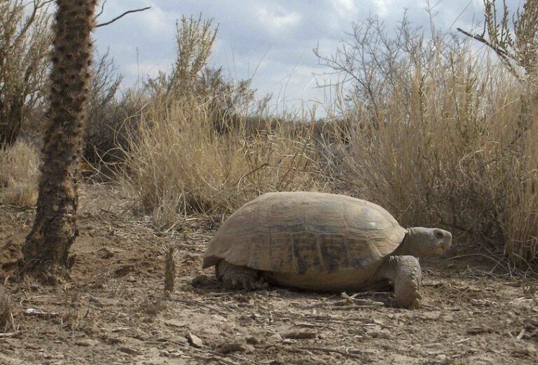 All 39 Different Types Of Tortoises (with Photos) - WildlifeTrip