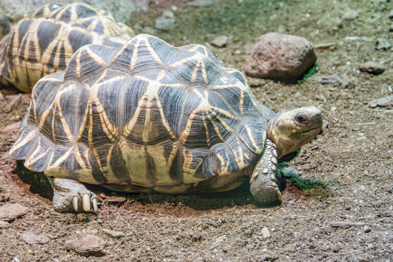 All 39 Different Types Of Tortoises (with Photos) - WildlifeTrip