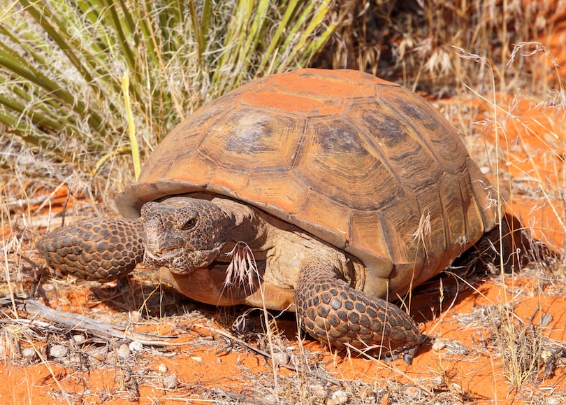 Desert tortoise