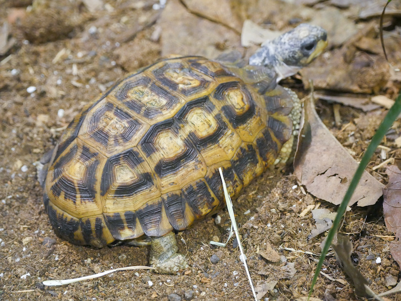 Flat-tailed tortoise