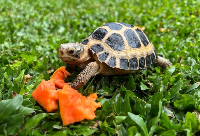 All 39 Different Types of Tortoises (with Photos) - WildlifeTrip