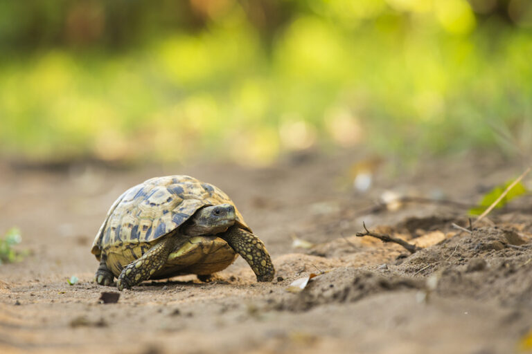 All 39 Different Types Of Tortoises (with Photos) - WildlifeTrip