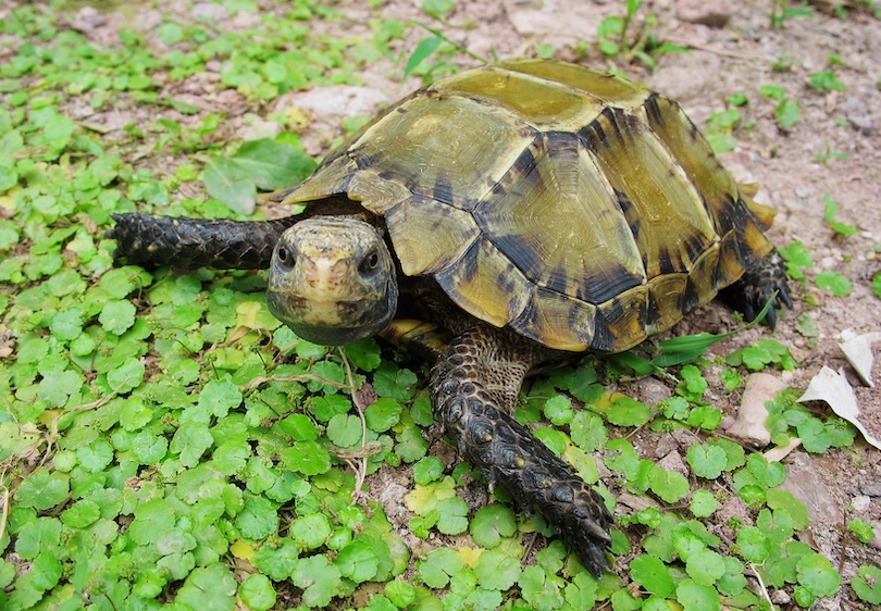 Impressed tortoise
