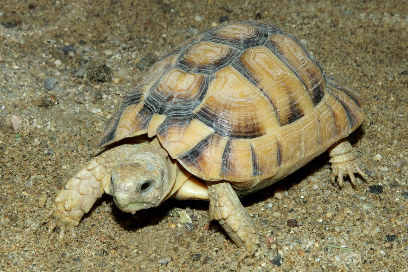 Kleinmann's tortoise