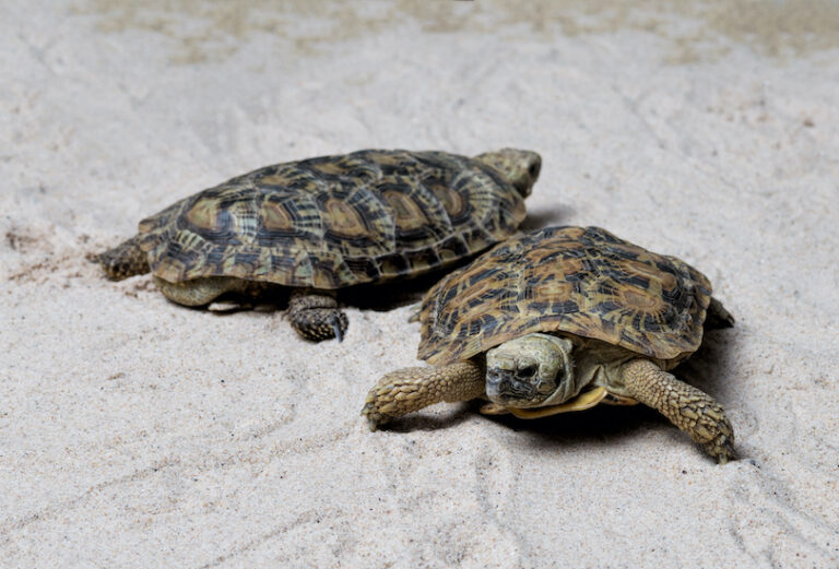 All 39 Different Types Of Tortoises (with Photos) - WildlifeTrip