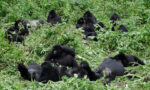 Places Where Gorillas Live in the Wild