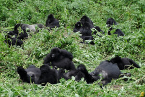 Places Where Gorillas Live in the Wild