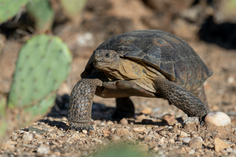 Sonoran Desert tortoise