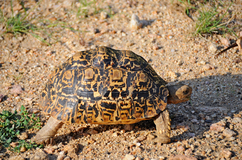 Speckled Tortoise