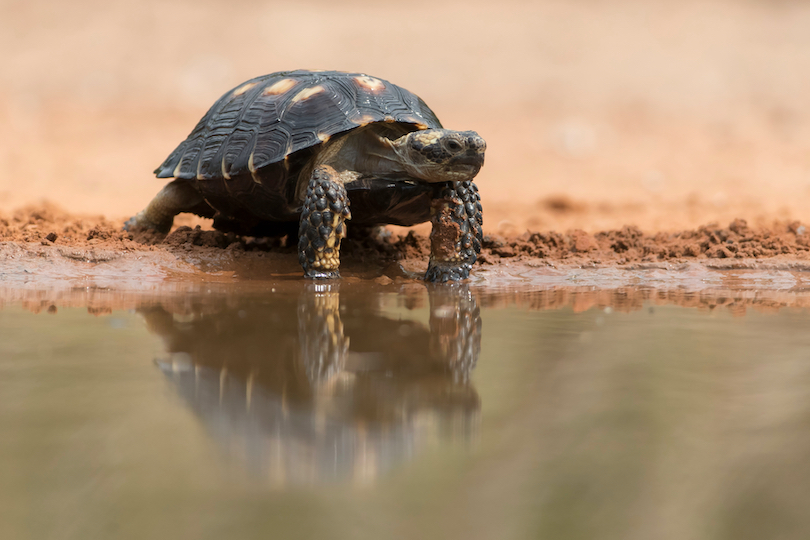 Impressed tortoise - Wikipedia