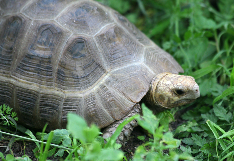 Travancore tortoise