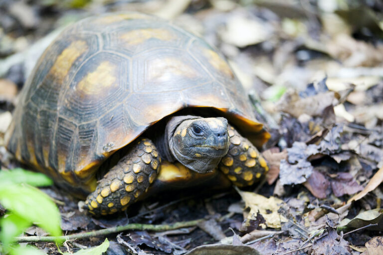 All 39 Different Types of Tortoises (with Photos) - WildlifeTrip